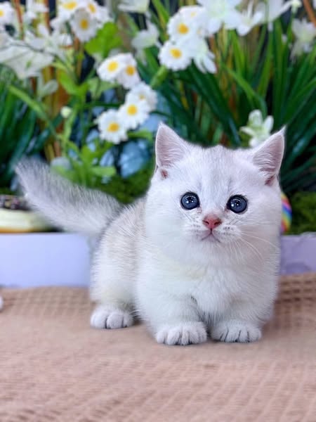 Munchkin