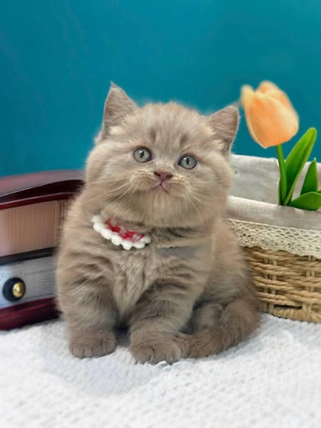 Munchkin