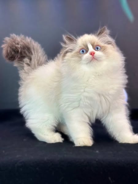 Ragdoll