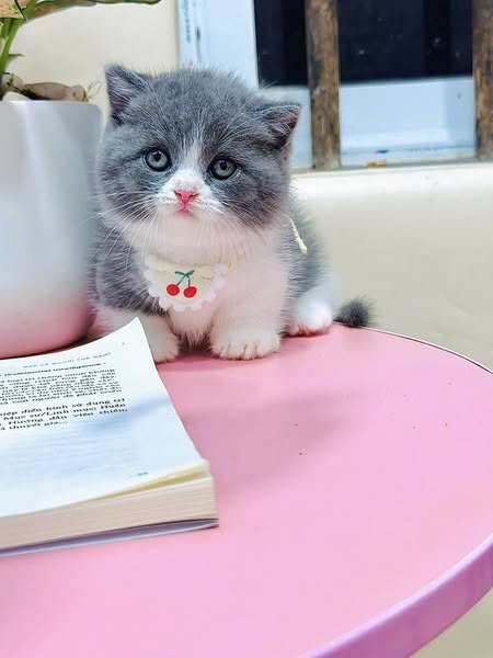 Munchkin