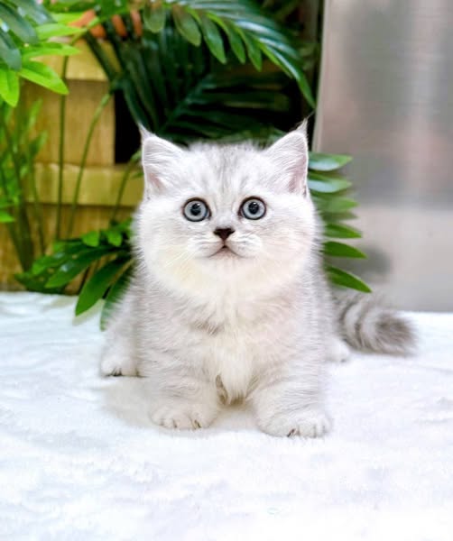 Munchkin