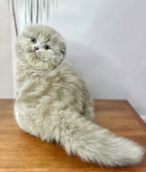 Scottish Fold Longhair