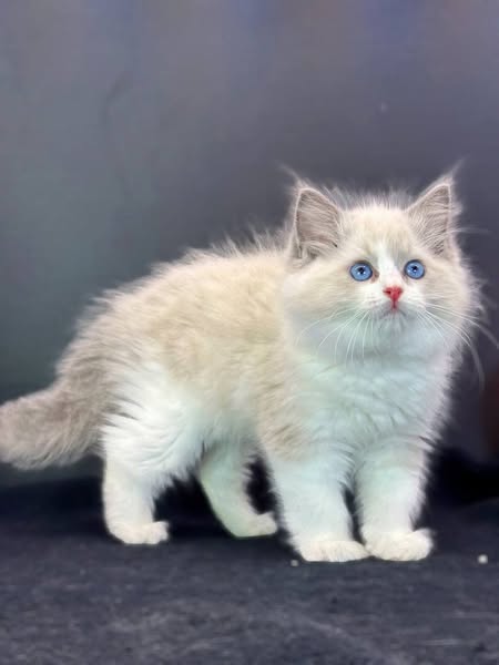 Ragdoll