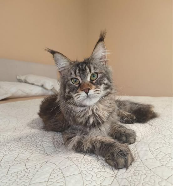 Maine Coon