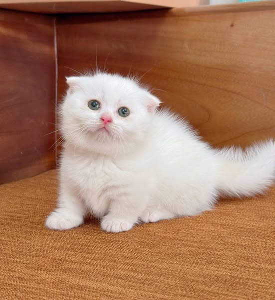 Munchkin Fold
