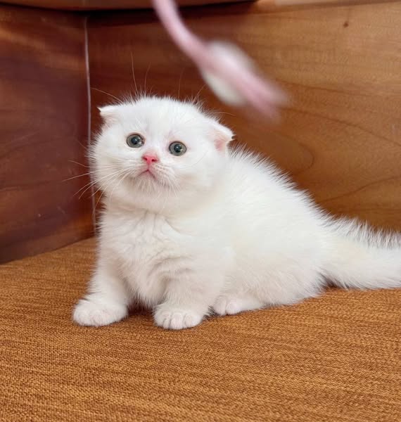 Munchkin Fold
