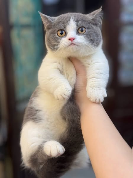 Munchkin