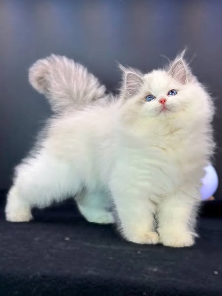 Ragdoll