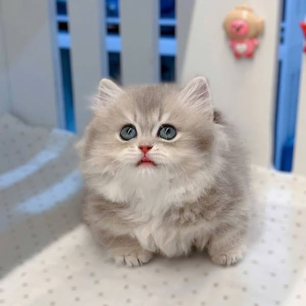 Munchkin Longhair