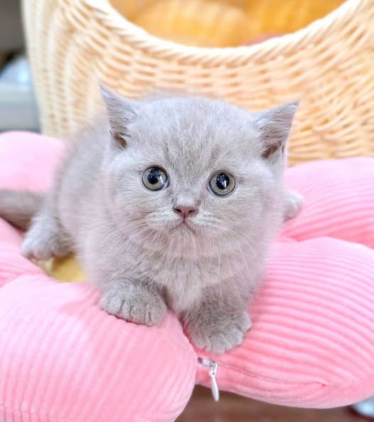 Munchkin
