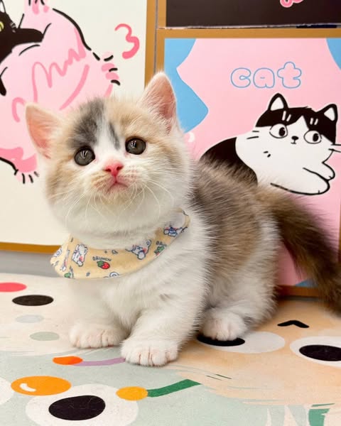 Munchkin