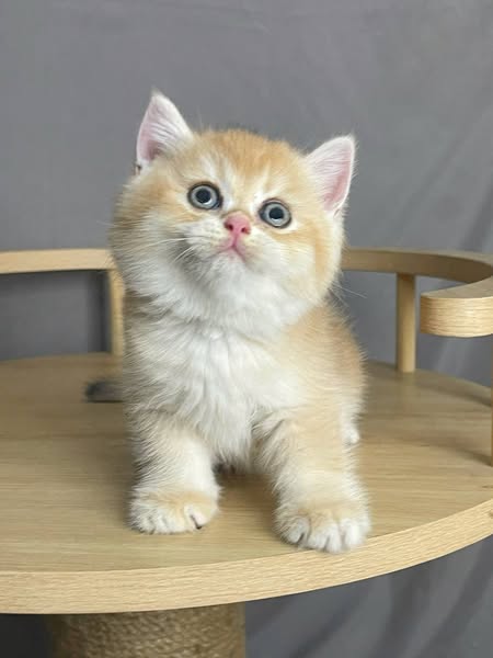 British Shorthair