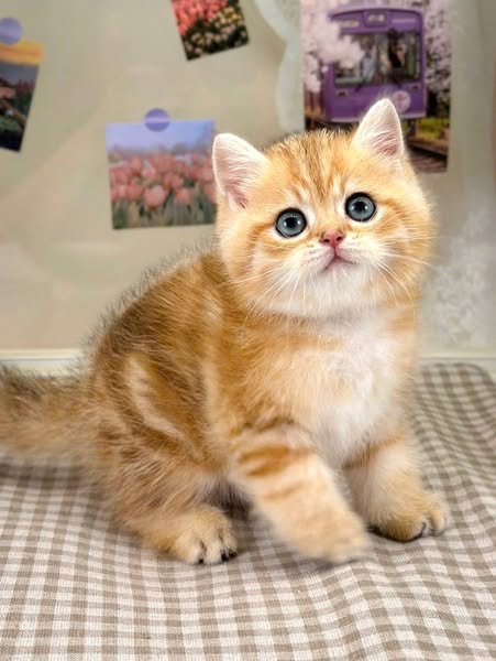 British Shorthair