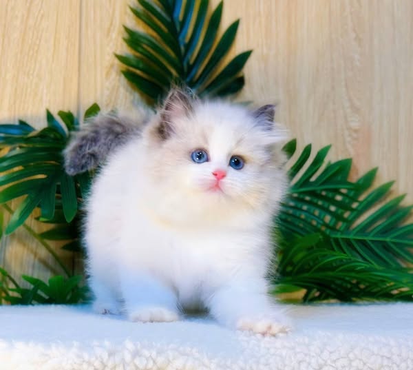 Ragdoll