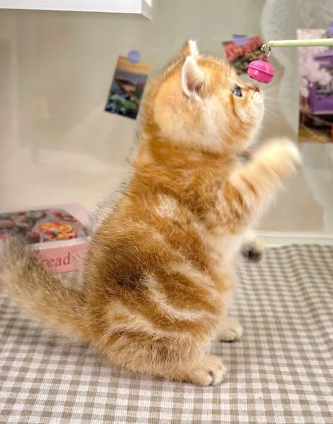 British Shorthair