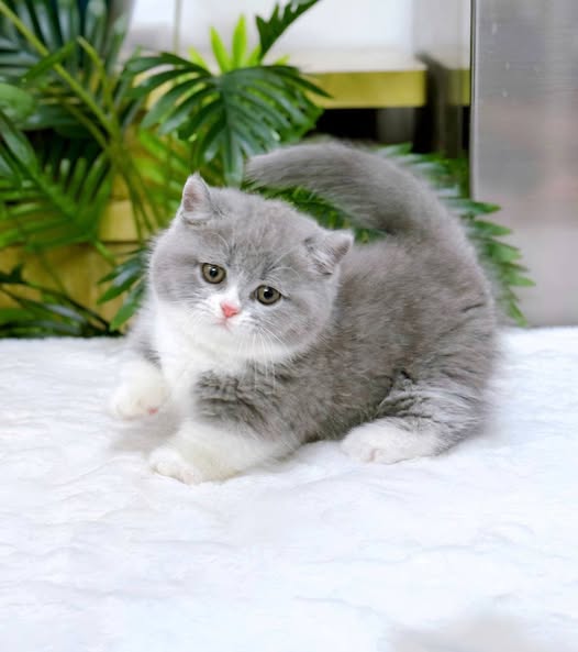 Munchkin