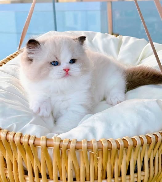 Ragdoll