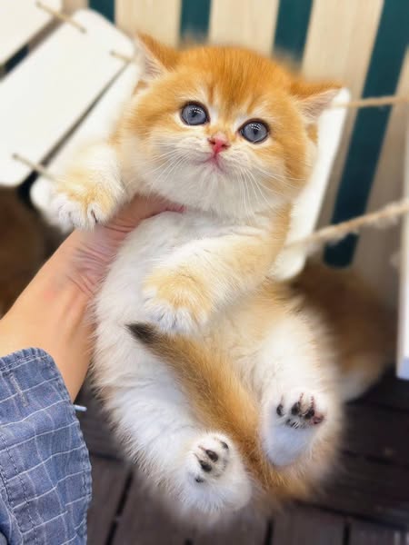 British Shorthair