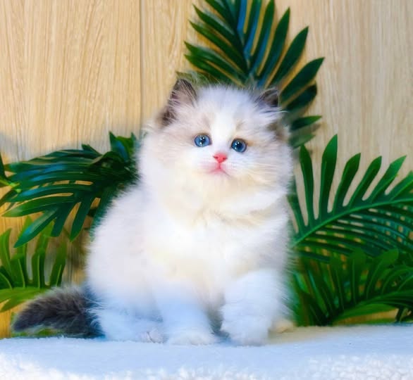 Ragdoll