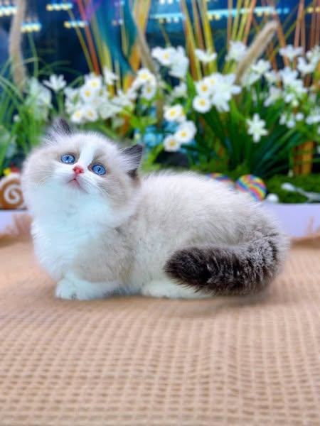 Munchkin Ragdoll