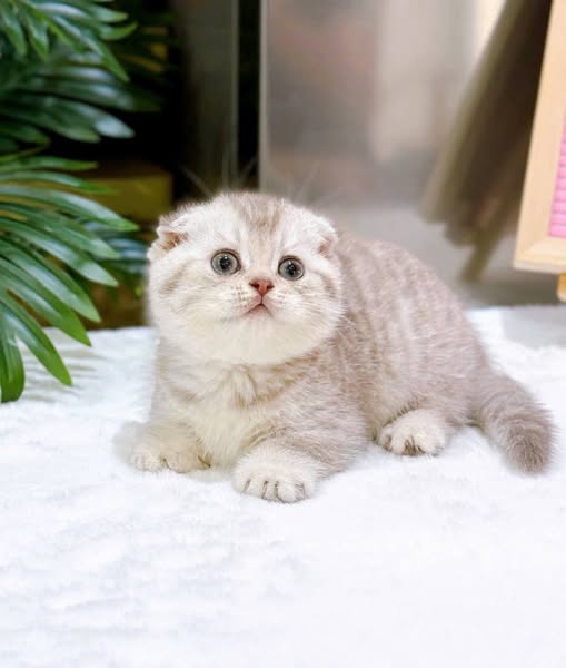 Munchkin Fold