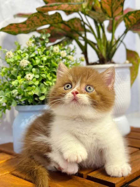 Munchkin