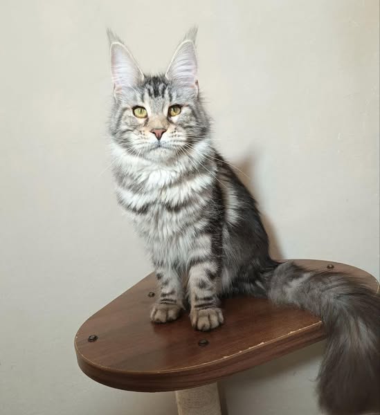 Maine Coon