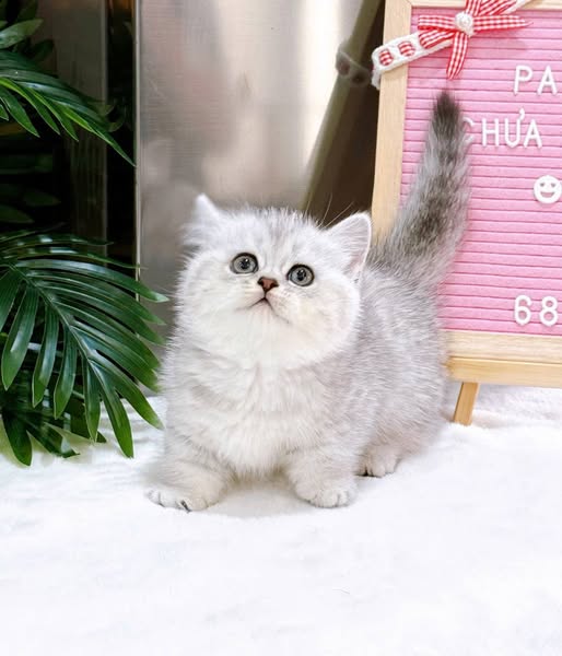 Munchkin