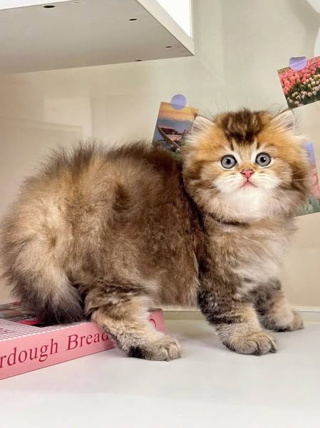 British Longhair