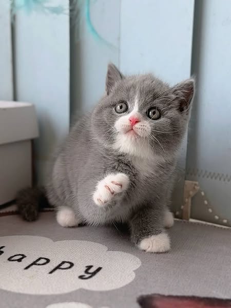 British Shorthair