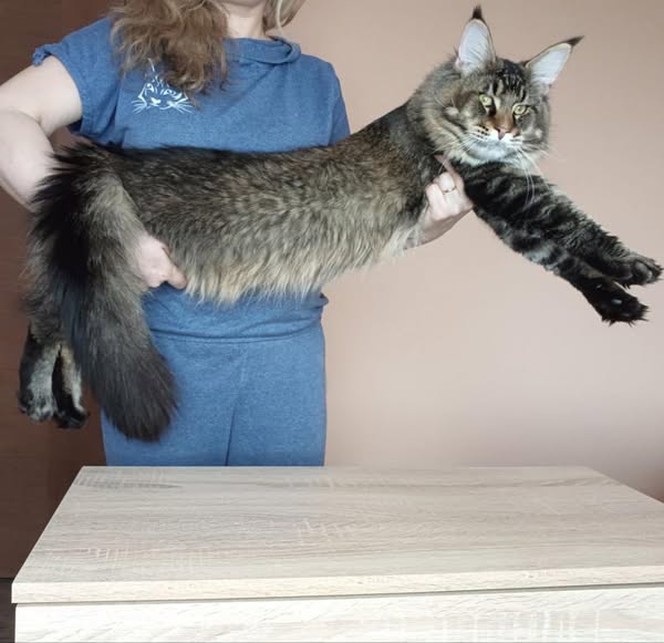 Maine Coon