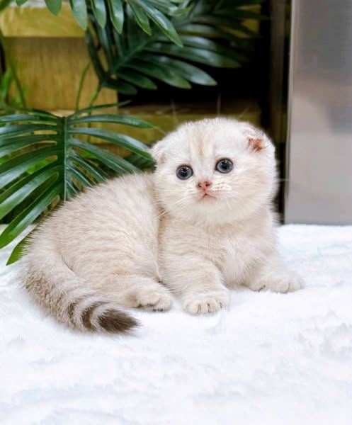 Munchkin Fold
