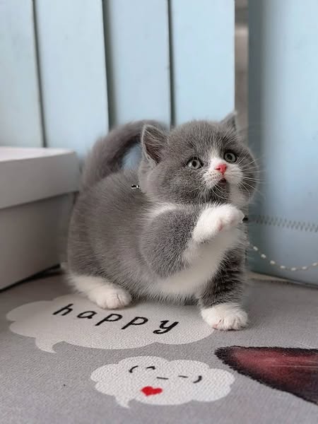 Munchkin