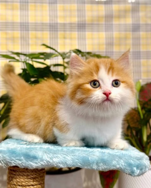 Munchkin Longhair