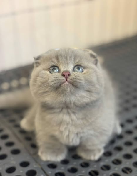 Munchkin Fold