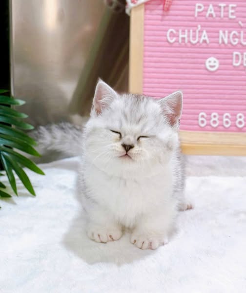 Munchkin
