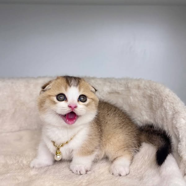Munchkin Fold