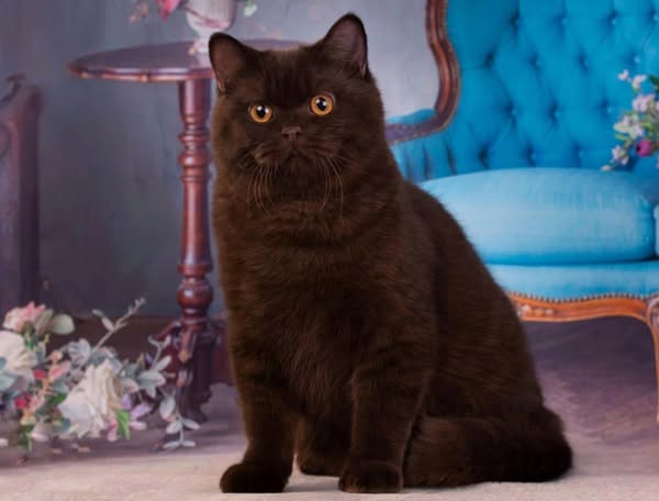 British Shorthair