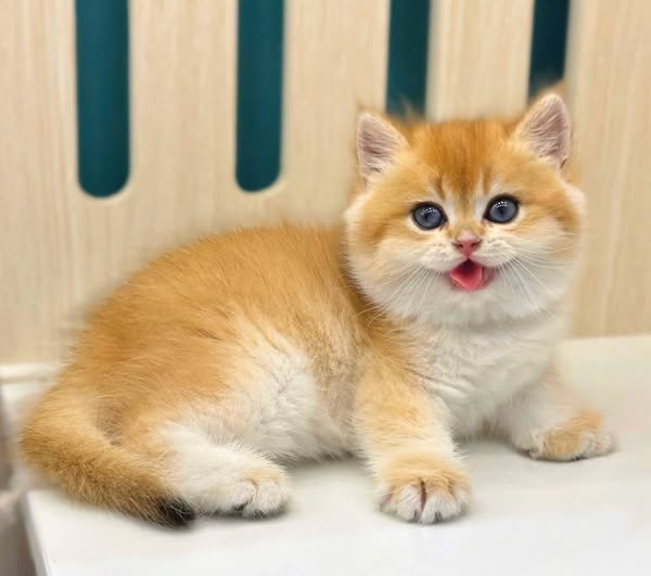 British Shorthair