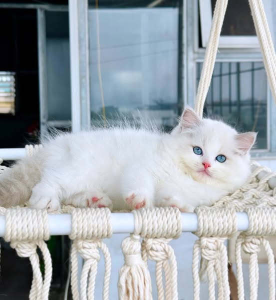 Ragdoll