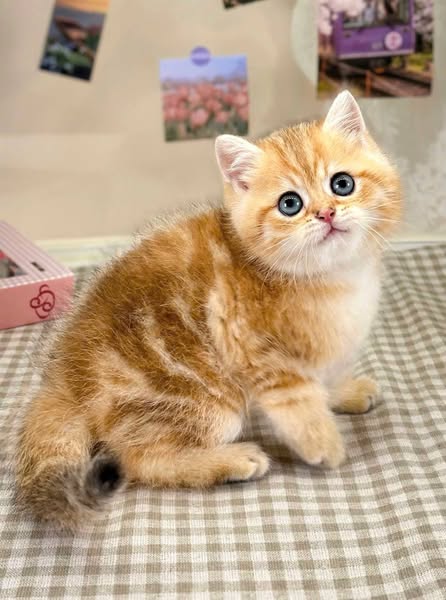British Shorthair