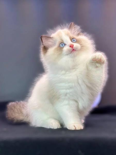 Ragdoll
