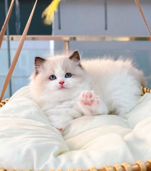 Ragdoll