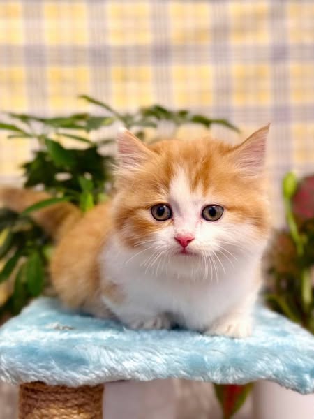 Munchkin Longhair