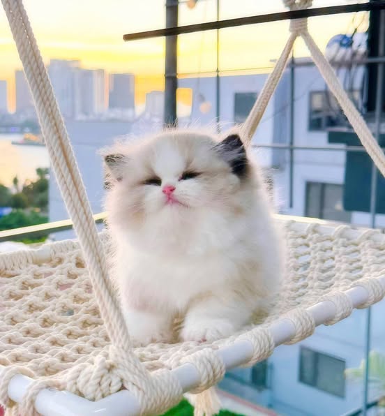 Ragdoll