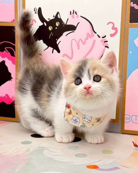 Munchkin