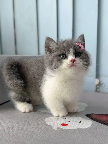 Munchkin