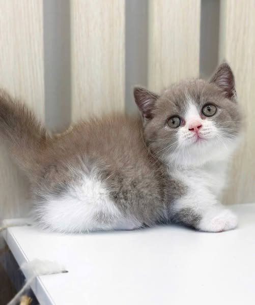 Munchkin
