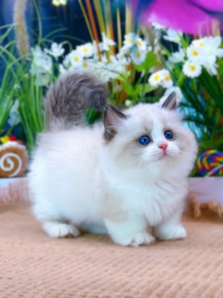 Munchkin Ragdoll