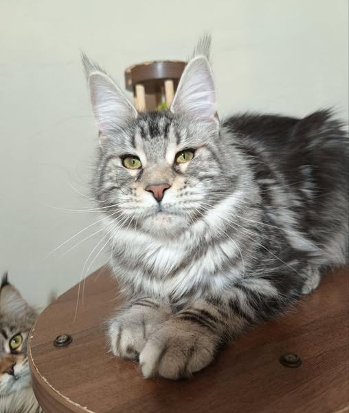 Maine Coon